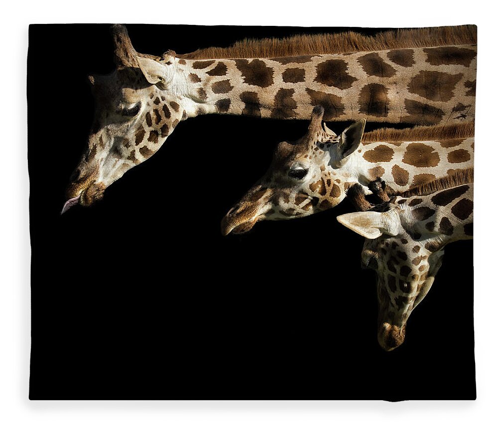 Animal Themes Fleece Blanket featuring the photograph Jirafas by Pvicens