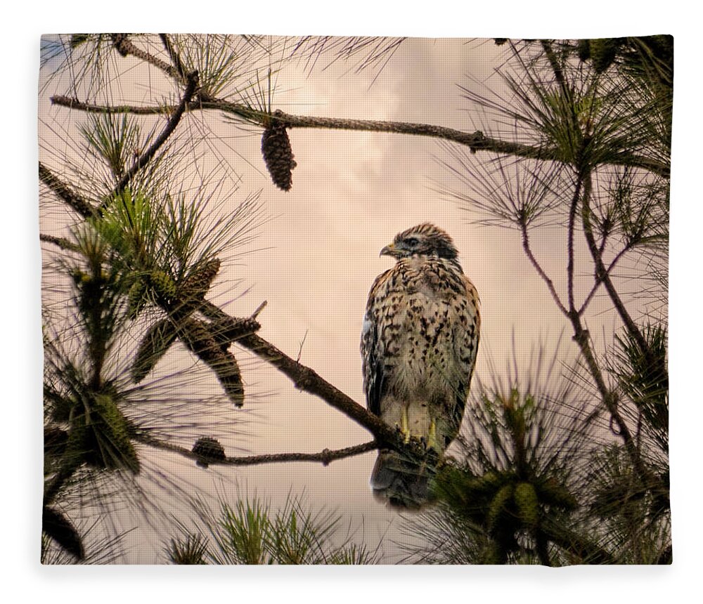 Bird Art Fleece Blanket featuring the photograph Juvenile Red Shouldered Hawk 06.07.2014 by Jai Johnson