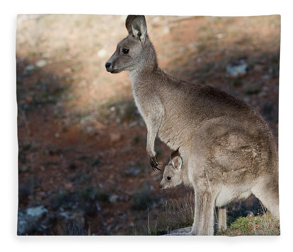 Australia Fleece Blanket featuring the photograph Kangaroo and joey by Steven Ralser