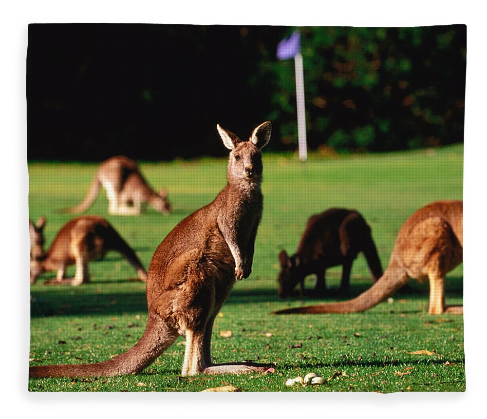 Shadow Fleece Blanket featuring the photograph Kangaroos Grazing On Golf Course by John W Banagan