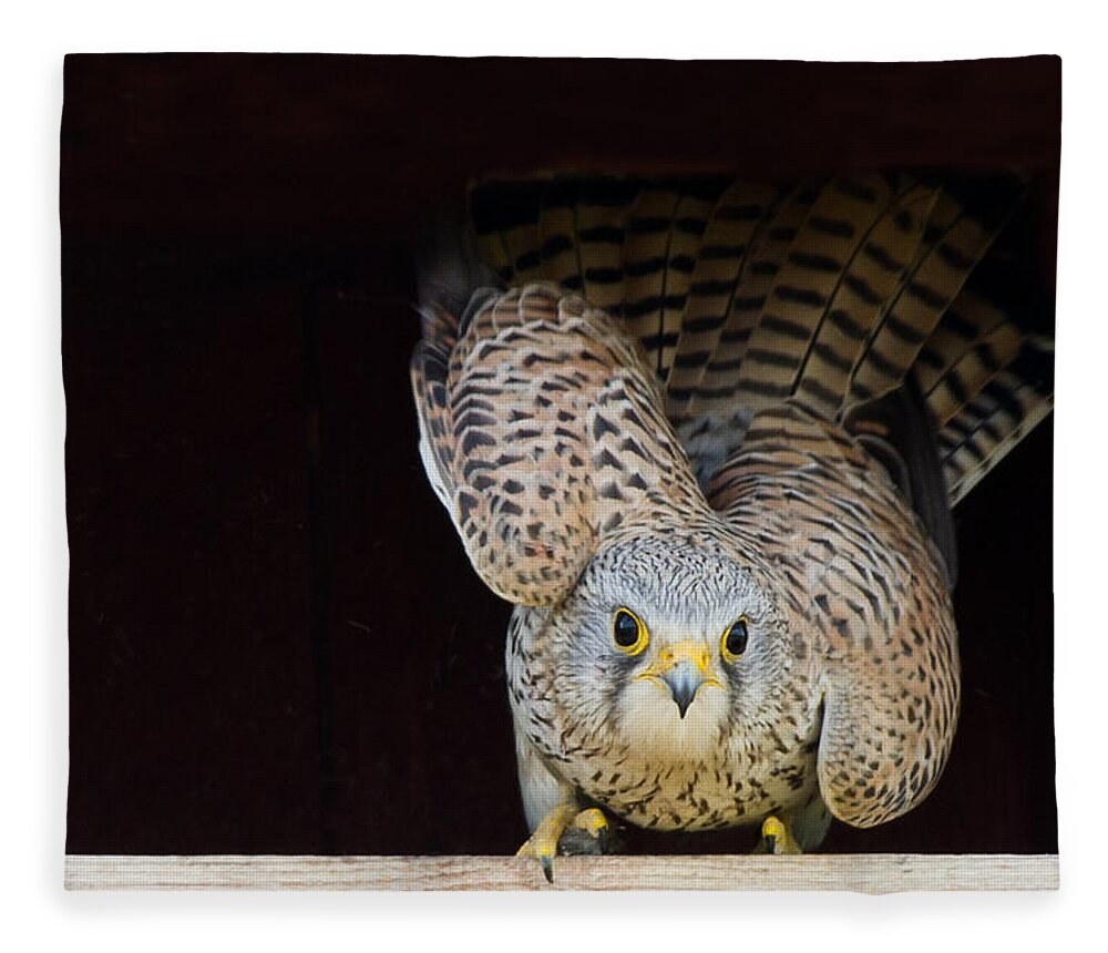 Kestrel Fleece Blanket featuring the photograph Kestrel ready to go by Torbjorn Swenelius