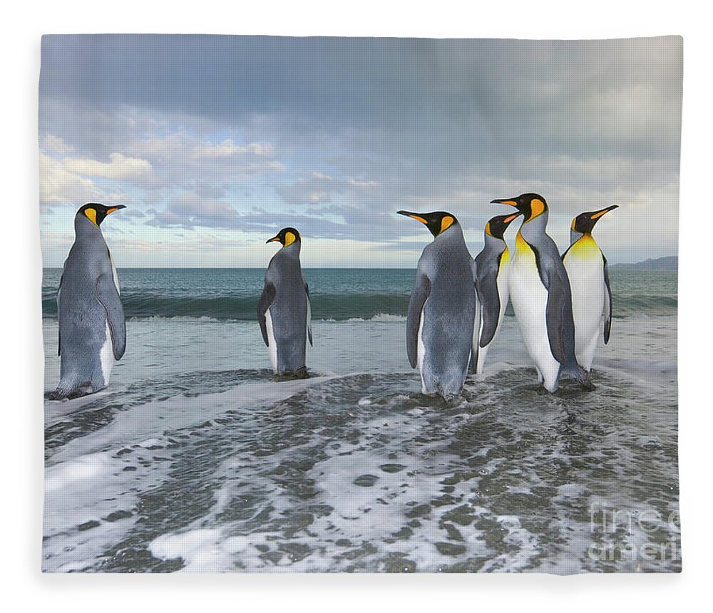 00345357 Fleece Blanket featuring the photograph King Penguin In The Surf by Yva Momatiuk John Eastcott
