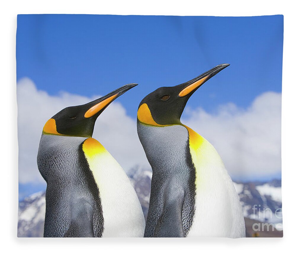 00345339 Fleece Blanket featuring the photograph King Penguin Duo by Yva Momatiuk John Eastcott