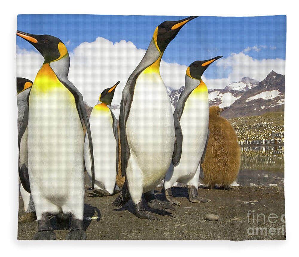 00345347 Fleece Blanket featuring the photograph King Penguins At St Andrews Bay by Yva Momatiuk and John Eastcott