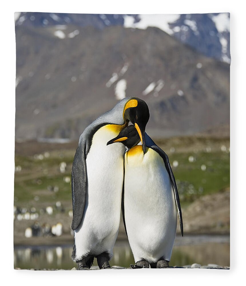 Feb0514 Fleece Blanket featuring the photograph King Penguins Courting St Andrews Bay by Konrad Wothe