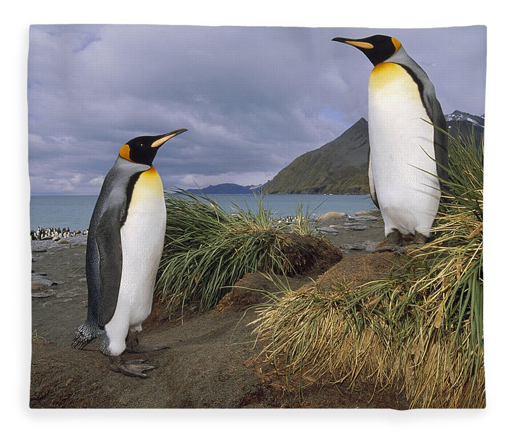 Feb0514 Fleece Blanket featuring the photograph King Penguins In Tussock Grass Gold by Tui De Roy