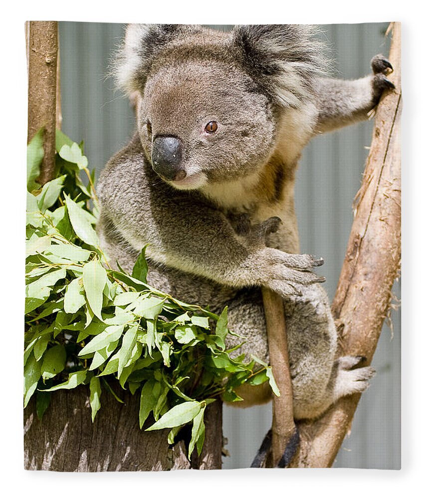 Koala Fleece Blanket featuring the photograph Koala by Steven Ralser