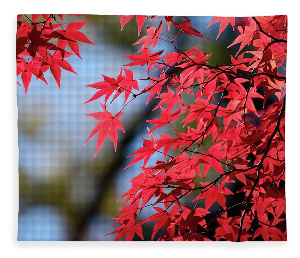 Outdoors Fleece Blanket featuring the photograph Koyo Leaves In Kyoto, Japan by Daniel Chui