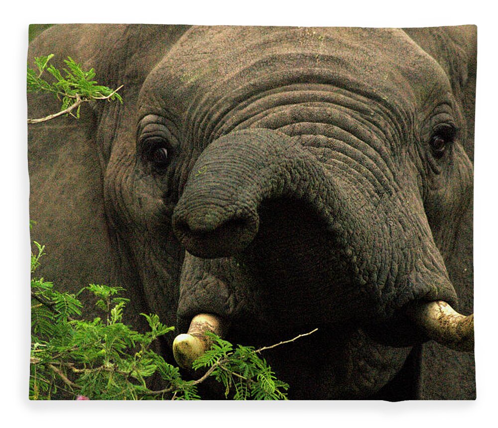 Africa Fleece Blanket featuring the photograph Kruger National Park, Sa - November 29 by Dan Rafla