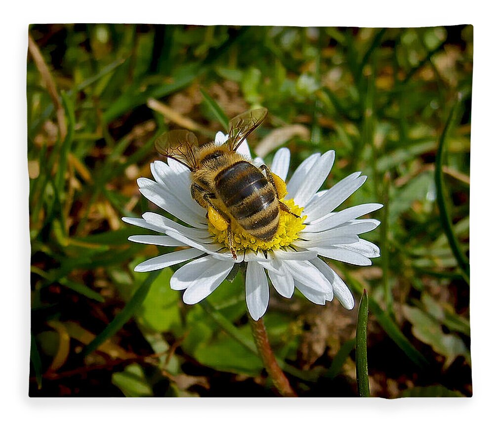 Bee Fleece Blanket featuring the photograph Daisy And Bee by Nina Ficur Feenan