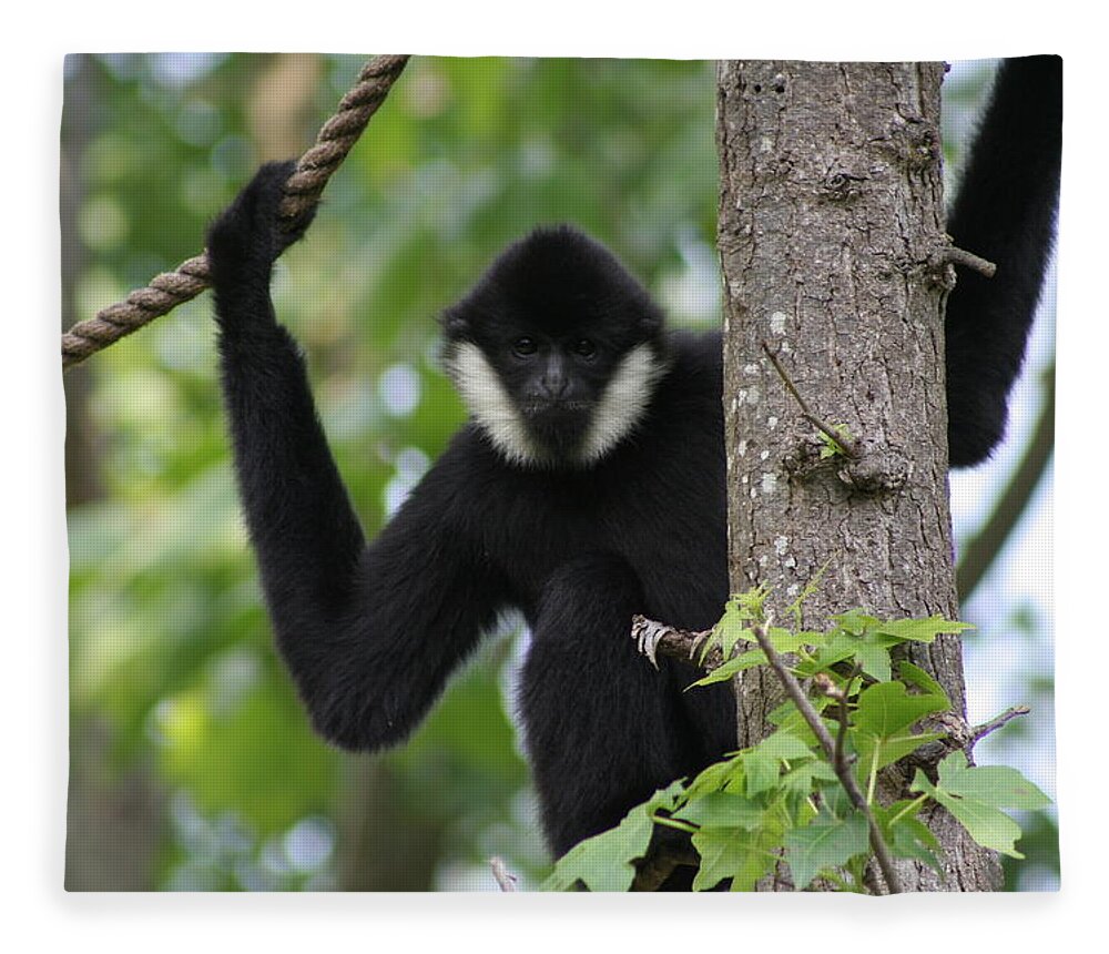 Gibbon Fleece Blanket featuring the photograph Male White Cheeked Gibbon by Valerie Collins