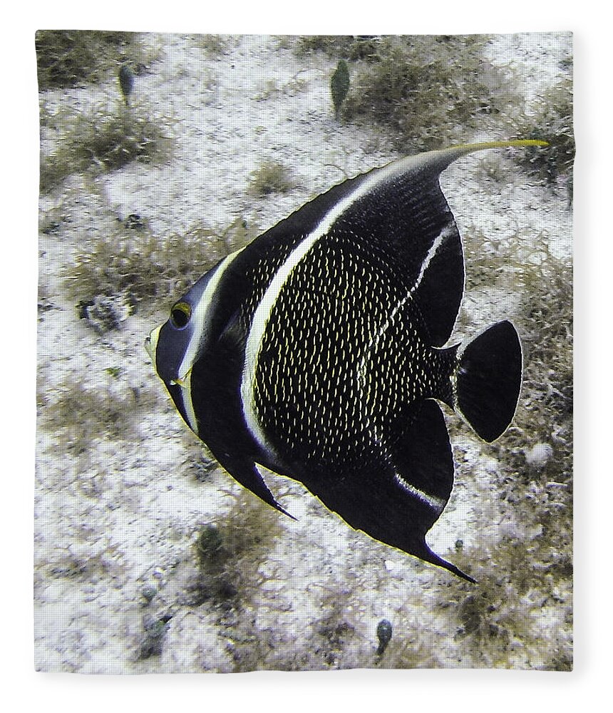 Fish Fleece Blanket featuring the photograph Left Turn by Lynne Browne