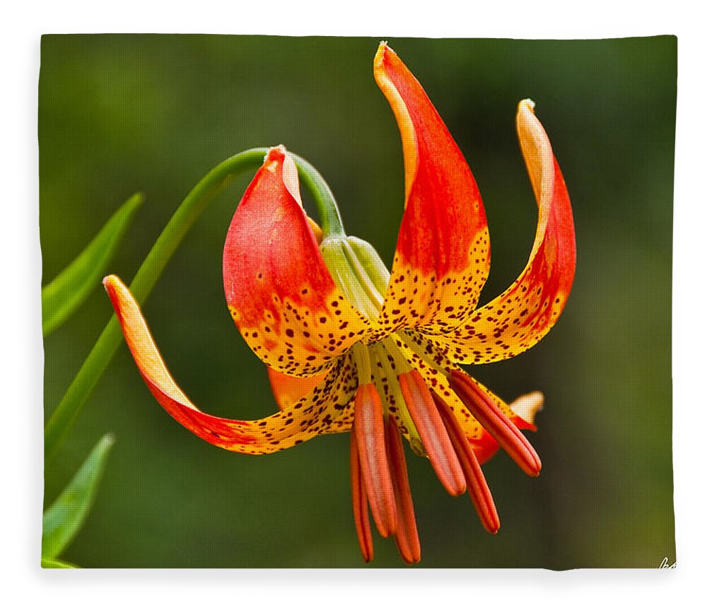 Beauty In Nature Fleece Blanket featuring the photograph Leopard Lily in Bloom by Jeff Goulden