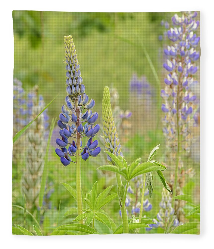 Lupine Fleece Blanket featuring the photograph Life Of A Lupine by Tamara Becker