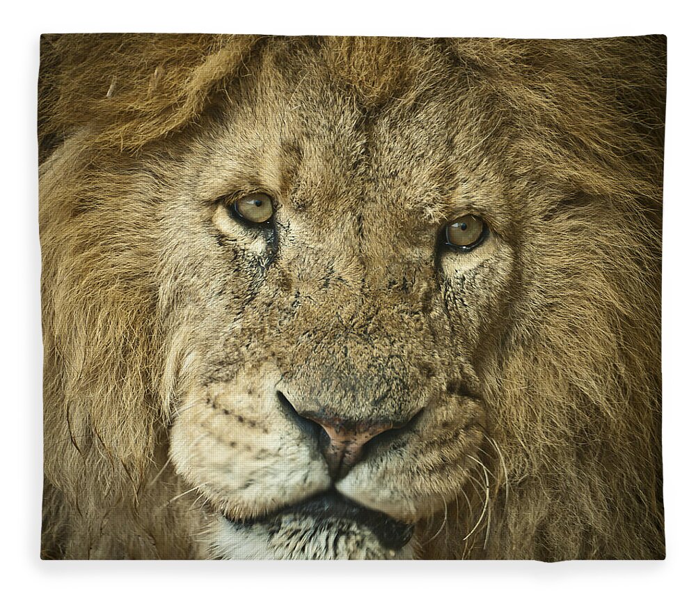 Whipsnade Fleece Blanket featuring the photograph Lion King by Chris Boulton