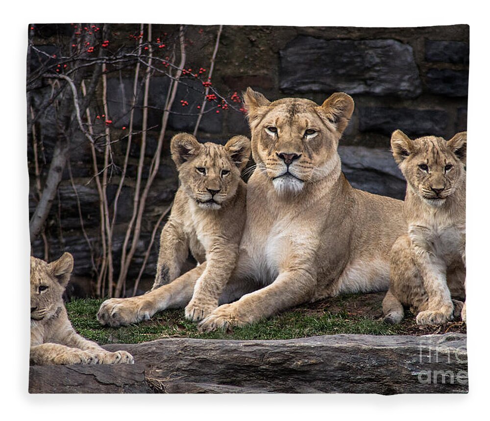 Lion Fleece Blanket featuring the photograph Lion Pride by David Rucker
