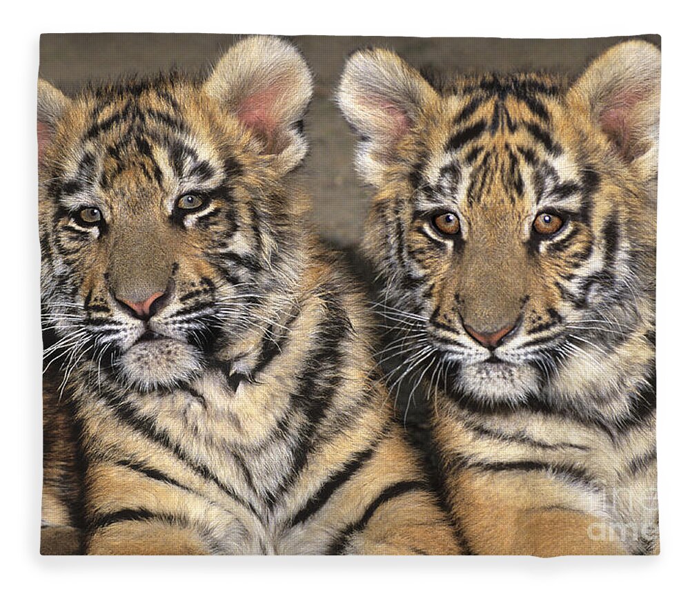Bengal Tigers Fleece Blanket featuring the photograph Little Angels Bengal Tigers Endangered Wildlife Rescue by Dave Welling