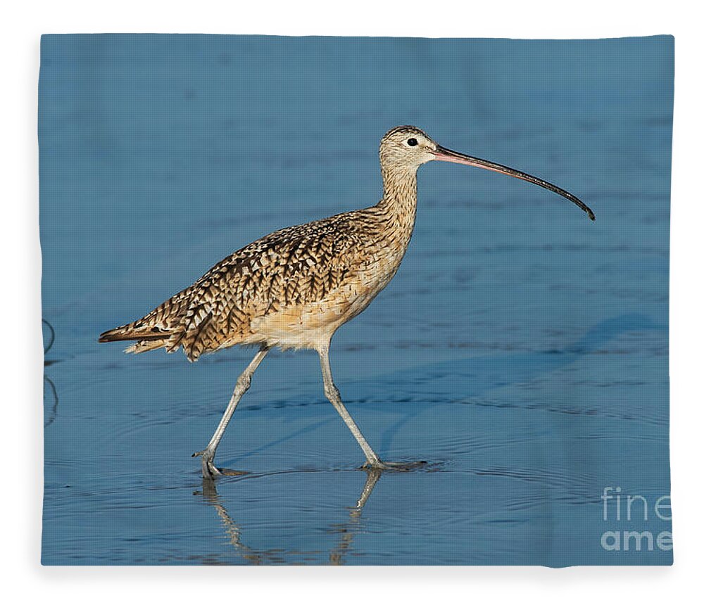 North American Fleece Blanket featuring the photograph Long-billed Curlew by Anthony Mercieca