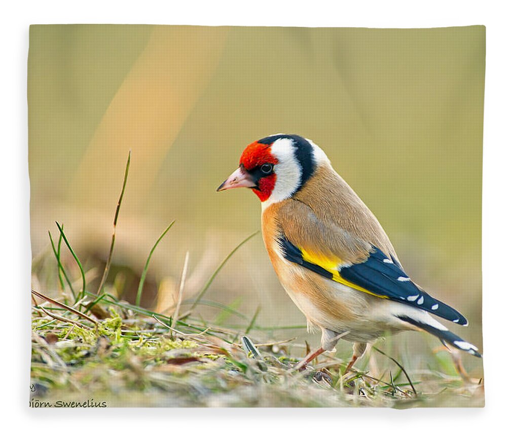 Goldfinch Looking Around Fleece Blanket featuring the photograph Looking around by Torbjorn Swenelius