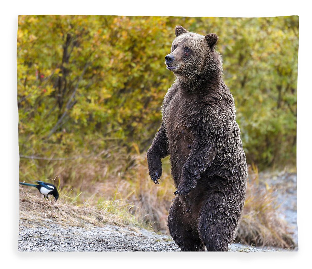 Bear Fleece Blanket featuring the photograph Looking For Trouble by Kevin Dietrich