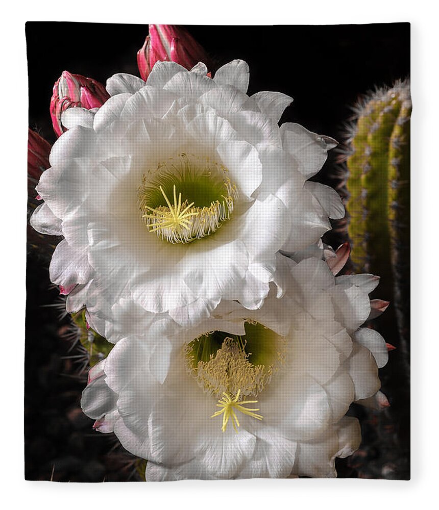 Cactus Flower Fleece Blanket featuring the photograph Loretta by Tamara Becker