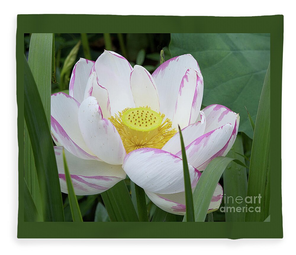 Lotus Fleece Blanket featuring the photograph Lotus by Ann Horn