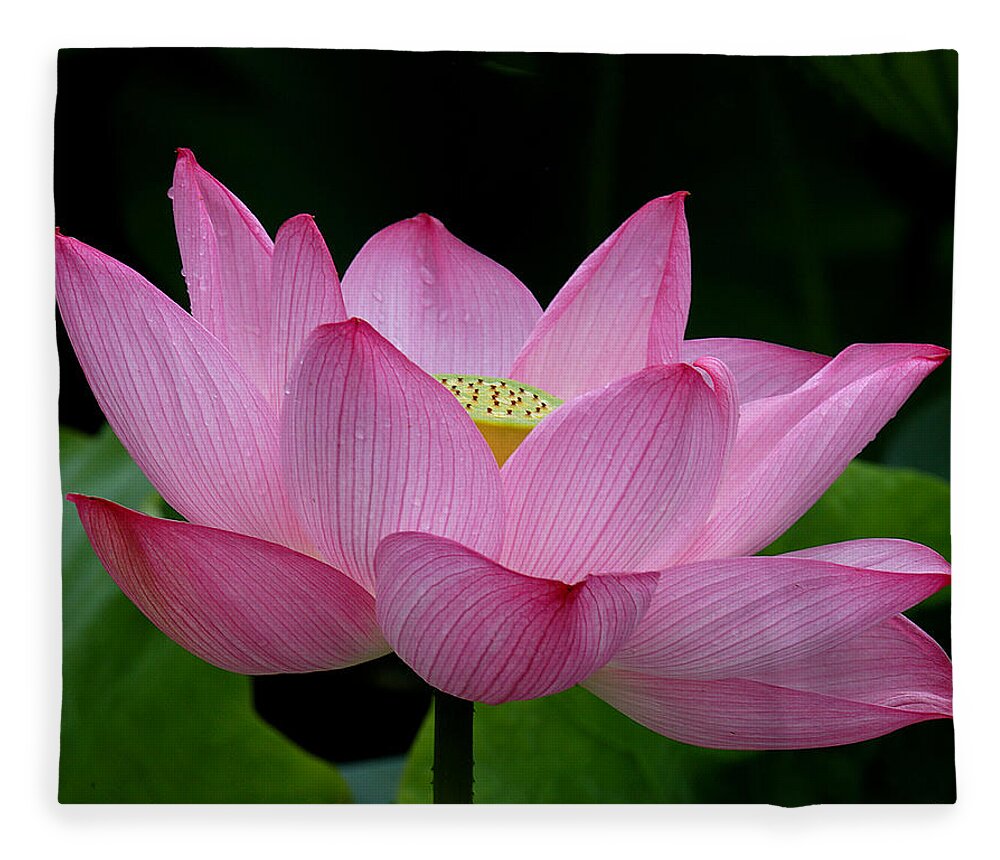 Nature Fleece Blanket featuring the photograph Lotus-Center of Being iii DL033 by Gerry Gantt
