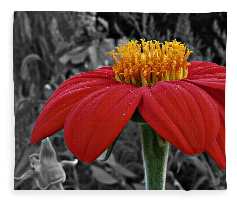 Magenta Fleece Blanket featuring the photograph Magenta Zinnia Flower 9093 by David Dehner