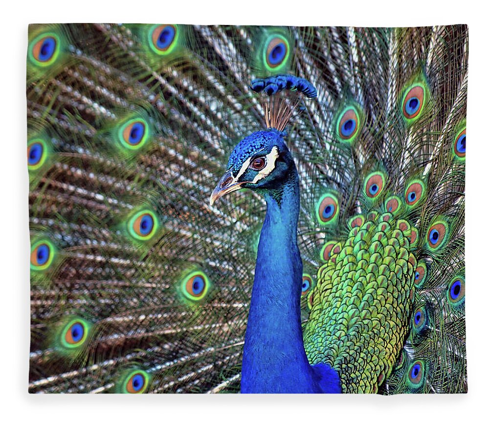 Animal Themes Fleece Blanket featuring the photograph Magnificent Peacock by Sandra L. Grimm