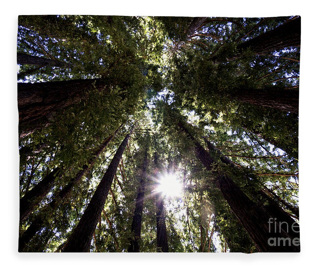 Redwood Fleece Blanket featuring the photograph Majestic Redwoods by Betty Depee