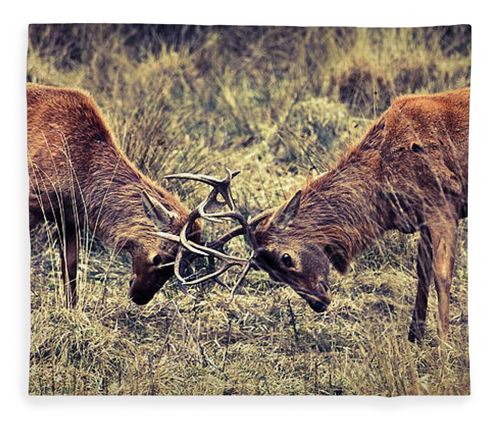 Horned Fleece Blanket featuring the photograph Male Deer Fight by Iñigo Escalante
