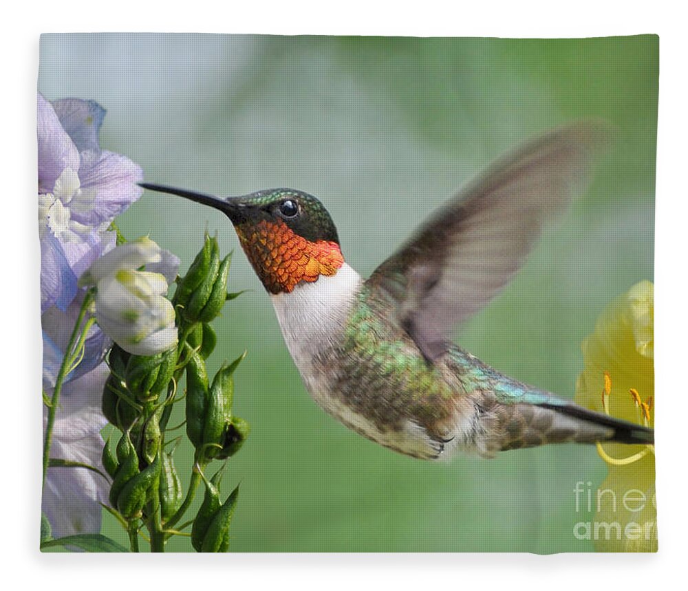 Hummingbird Fleece Blanket featuring the photograph Male Hummingbird by Kathy Baccari