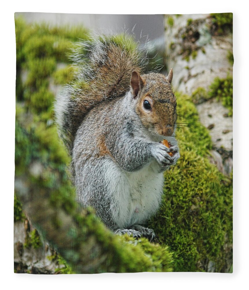 Squirrel Fleece Blanket featuring the photograph Man this is good by Ron Roberts