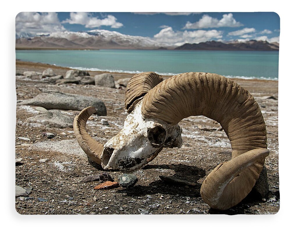 Marco Polo Sheep Skull, Karakul Lake Fleece Blanket by Guillem Lopez -  Pixels