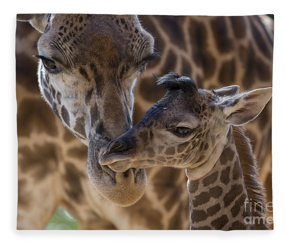 San Diego Zoo Fleece Blanket featuring the photograph Masai Giraffe And Calf by San Diego Zoo