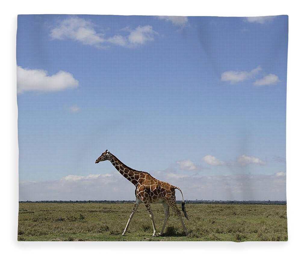 Hiroya Minakuchi Fleece Blanket featuring the photograph Masai Giraffe On Savanna Masai Mara by Hiroya Minakuchi