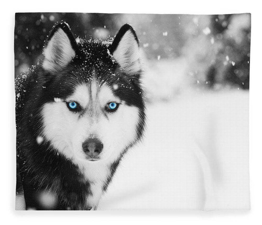 Husky Fleece Blanket featuring the photograph Mesmerizing by Nunweiler Photography