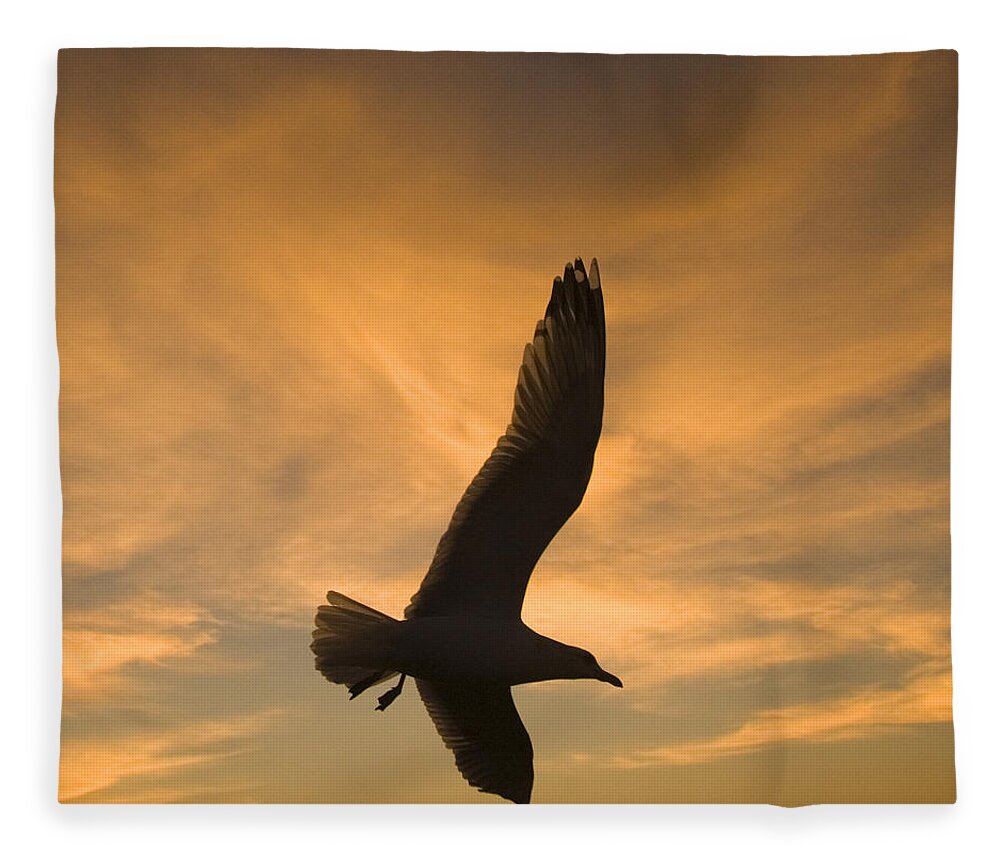 Feb0514 Fleece Blanket featuring the photograph Mew Gull At Sunset La Jolla California by Tom Vezo