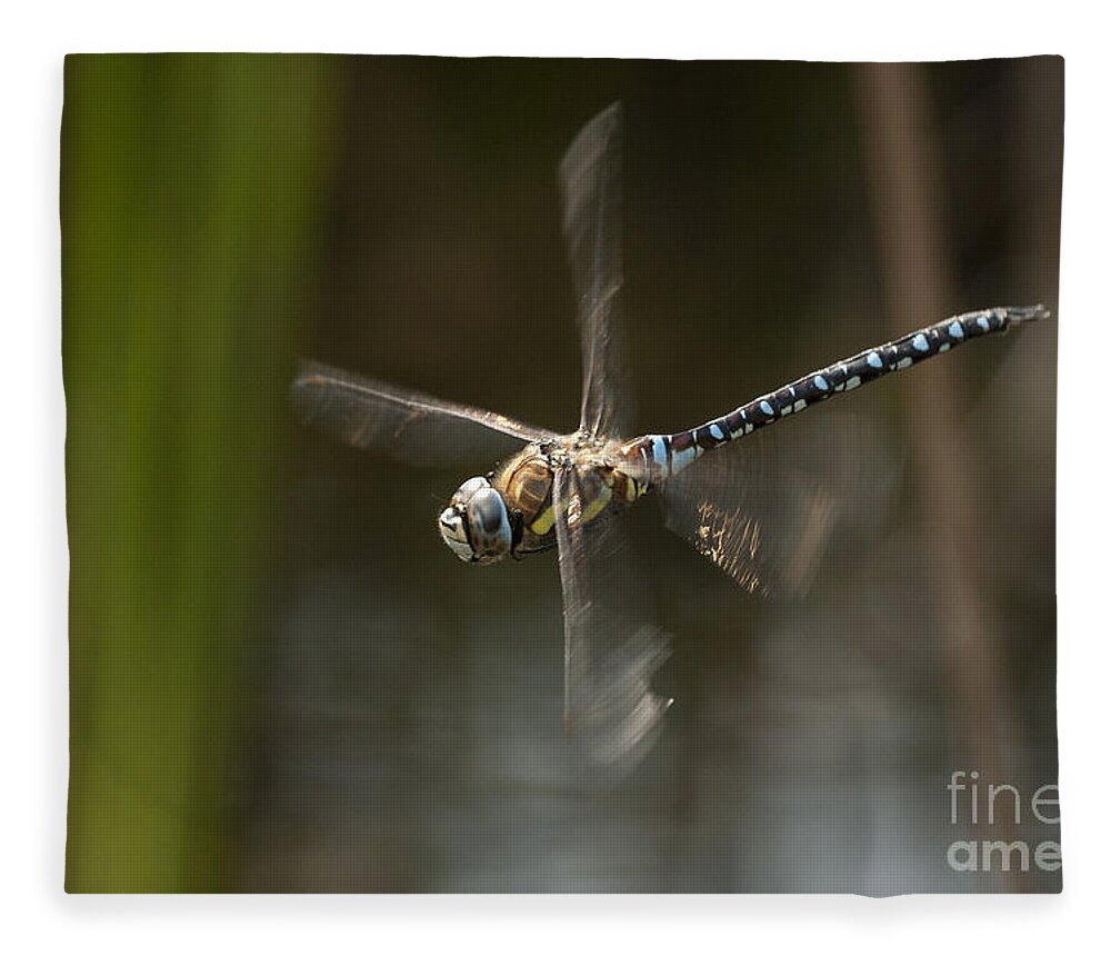 Dragonfly Fleece Blanket featuring the photograph Migrant Hawker dragonfly in flight by Tony Mills