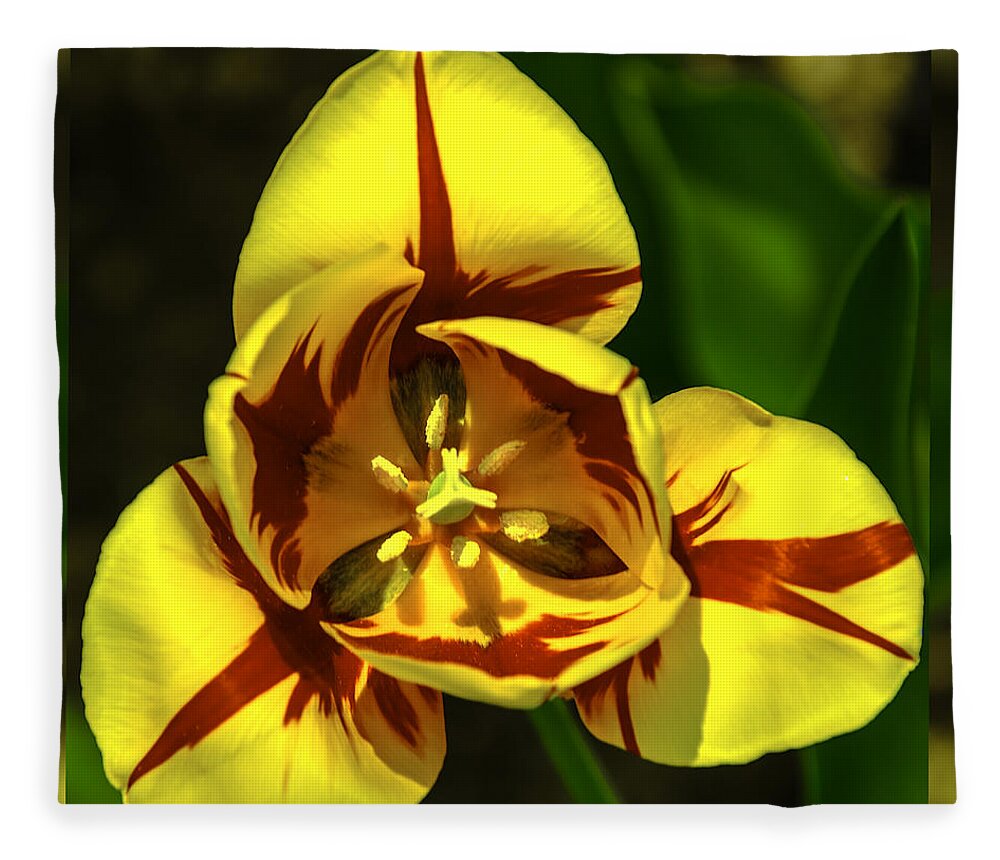 Usa Fleece Blanket featuring the photograph Mirrored Tulip Time by LeeAnn McLaneGoetz McLaneGoetzStudioLLCcom