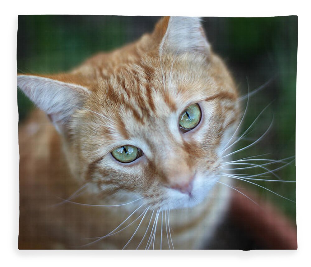 Kitten Fleece Blanket featuring the photograph Miss Lucy McGillicuddy by Melanie Lankford Photography