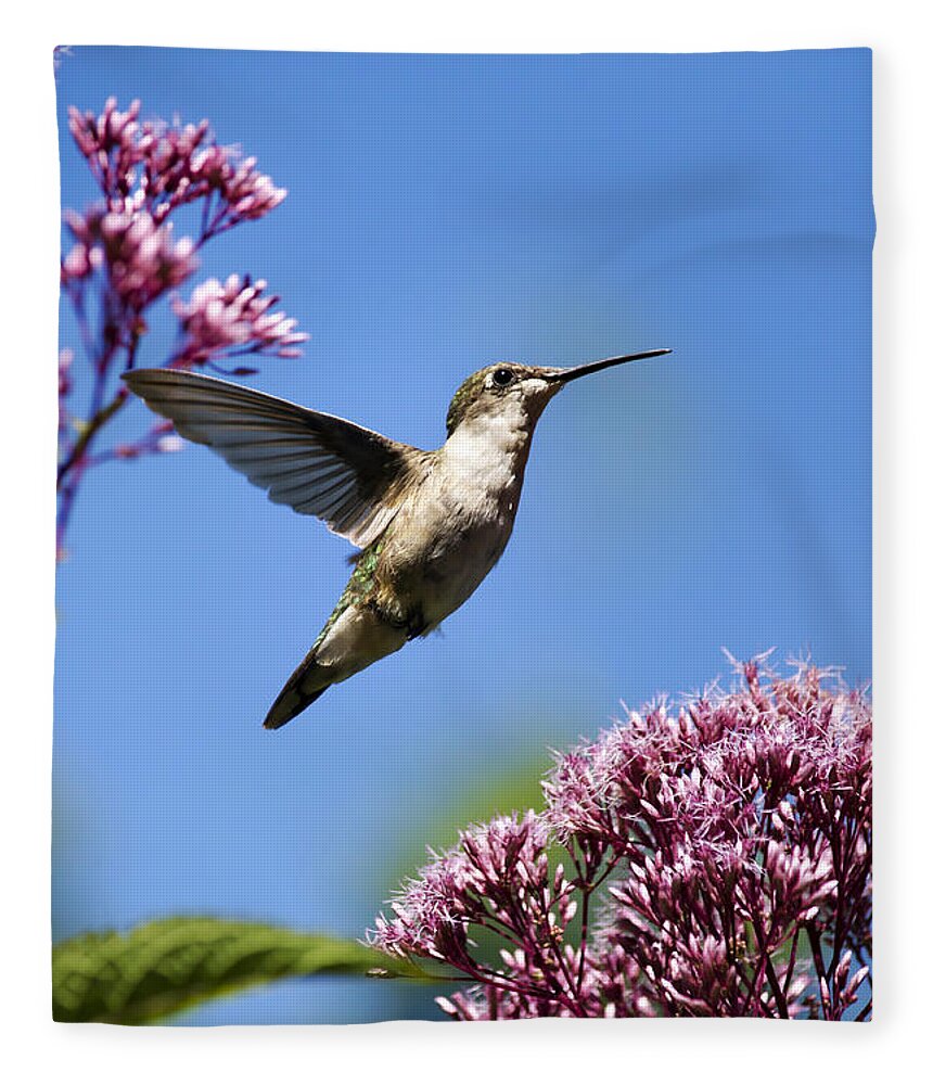 Hummingbird Fleece Blanket featuring the photograph Modern Beauty by Christina Rollo