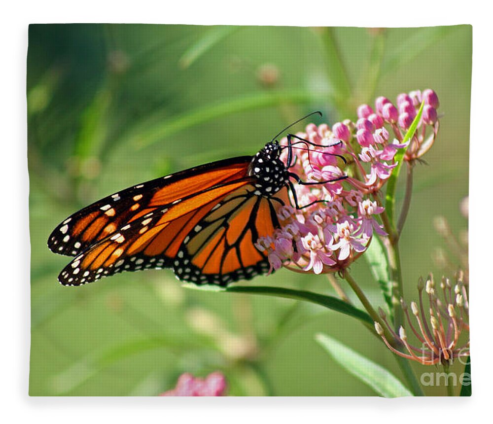 Monarch Fleece Blanket featuring the photograph Monarch Butterfly on Milkweed by Karen Adams