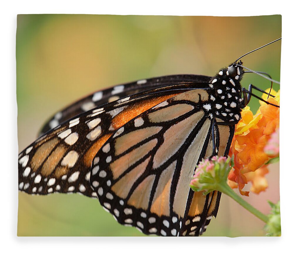 Monarch Butterfly With Backlit Wings Fleece Blanket featuring the photograph Monarch Butterfly With Backlit Wings by Daniel Reed
