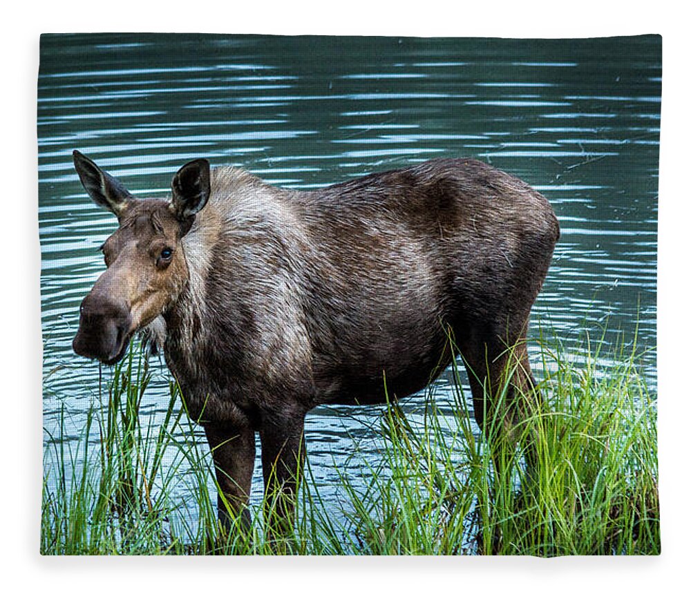 Animal Fleece Blanket featuring the photograph Moose by Andrew Matwijec