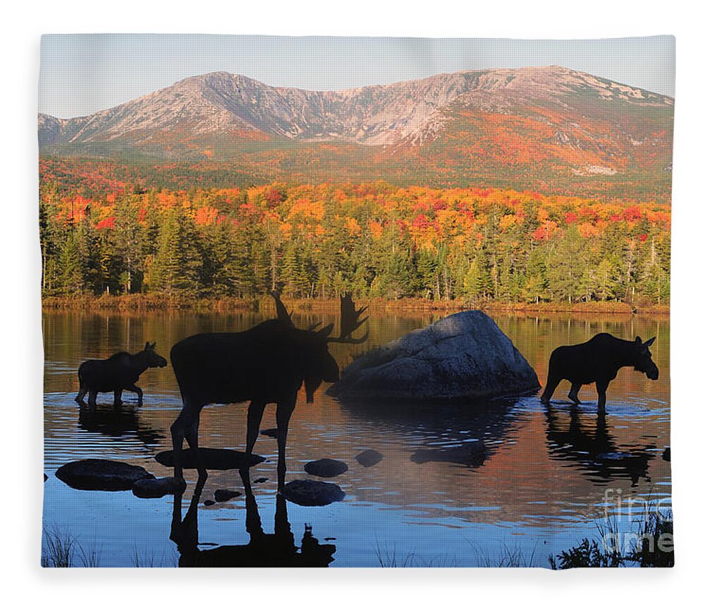 Moose Fleece Blanket featuring the photograph Moose Family Scenic by Jane Axman