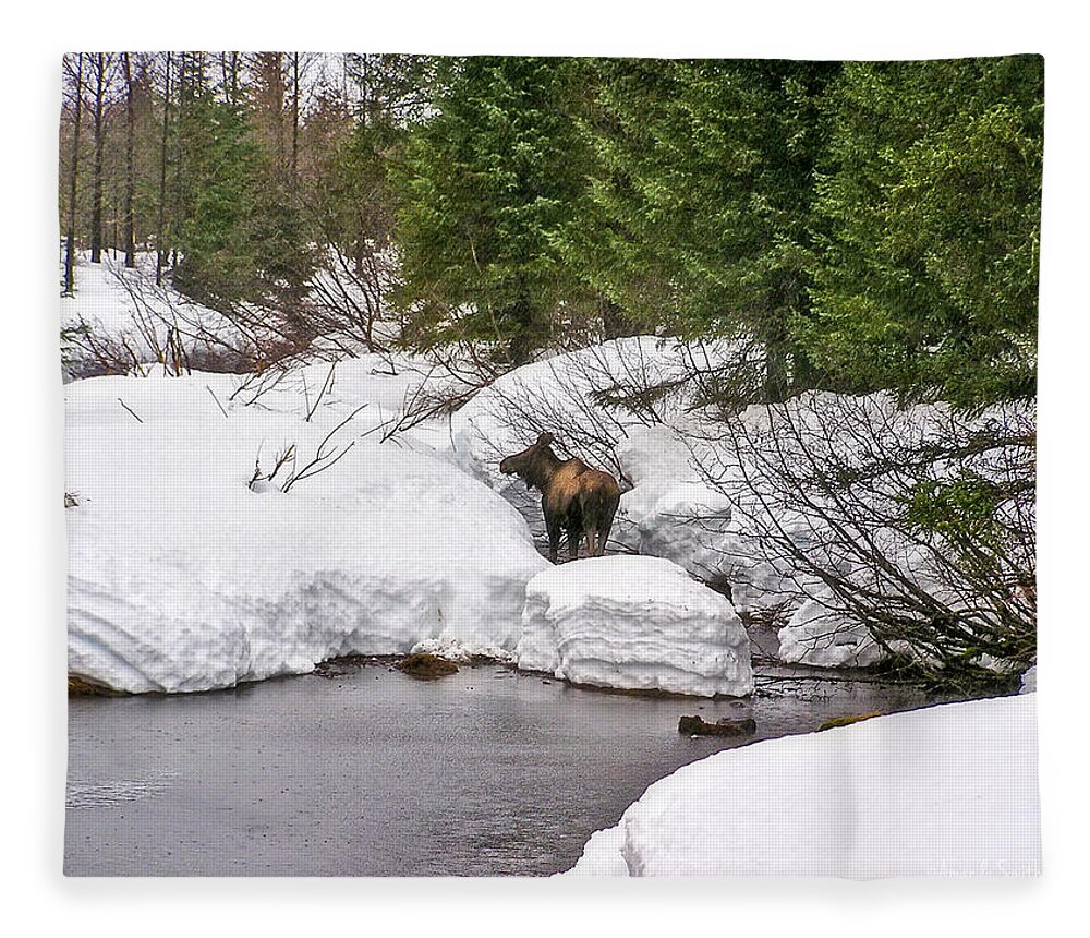 Moose Fleece Blanket featuring the photograph Moose in Alaska by Amanda Smith