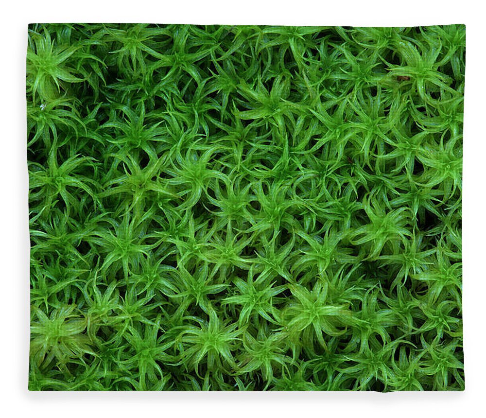 Atrichum Sp. Fleece Blanket featuring the photograph Moss by Daniel Reed