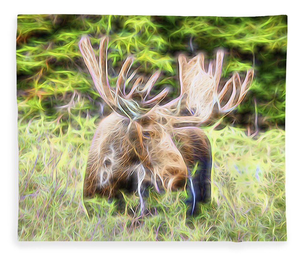 North America Moose Fleece Blanket featuring the photograph Moose Glow by James BO Insogna