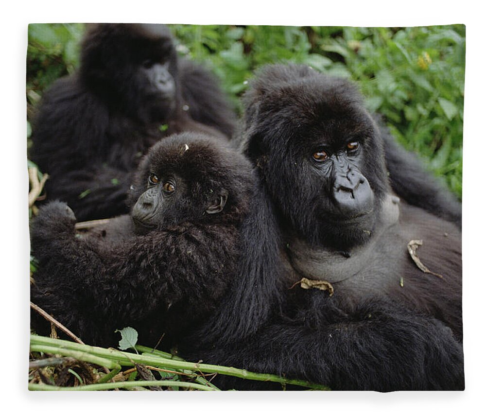 00200791 Fleece Blanket featuring the photograph Mountain Gorilla Family by Gerry Ellis